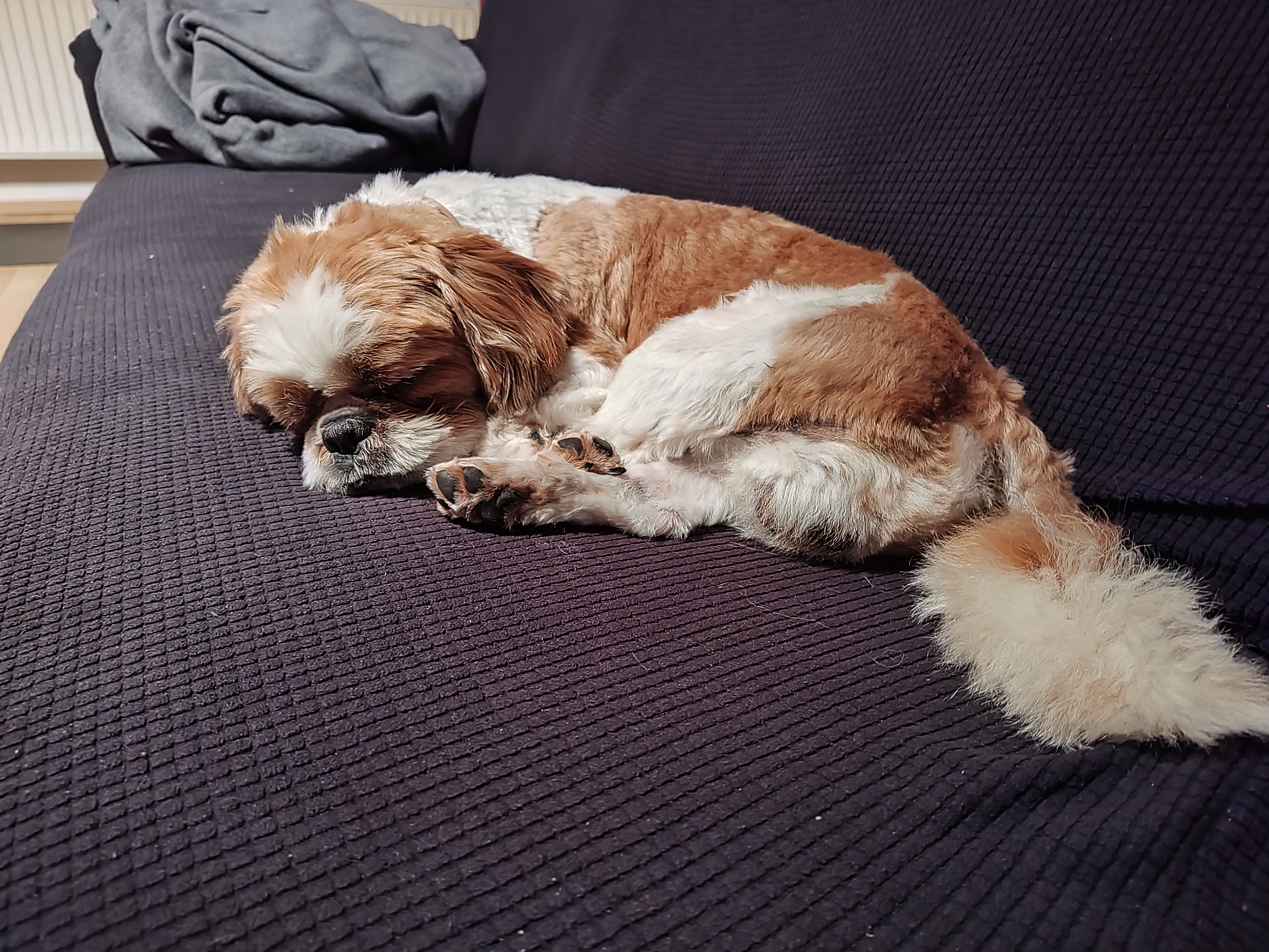 Hund liegt auf dem Sofa und schläft